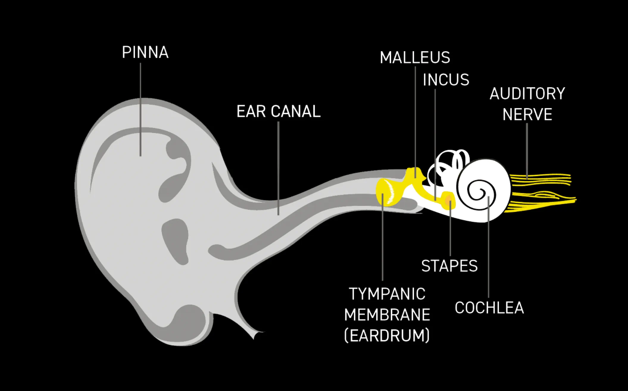 HOW DO WE HEAR? HOW A HEARING AID WORKS？
